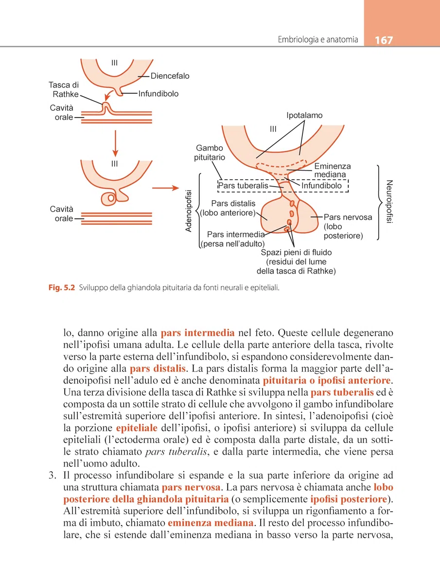 Fisiologia del sistema endocrino e riproduttivo