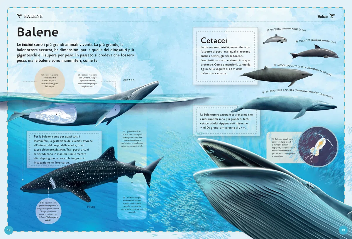 Il magnifico libro delle balene. Ediz. a colori